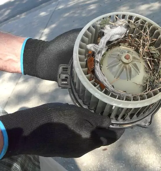 About Air Duct Rat Removal in Edmonds, WA